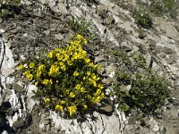 Androsace vitaliana ssp vitaliana 13, Saxifraga-Willem van Kruijsbergen