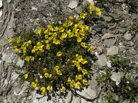 Androsace vitaliana ssp vitaliana 14, Saxifraga-Willem van Kruijsbergen