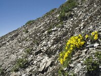 Androsace vitaliana ssp vitaliana 15, Saxifraga-Willem van Kruijsbergen