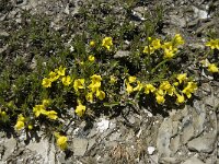 Androsace vitaliana ssp vitaliana 16, Saxifraga-Willem van Kruijsbergen