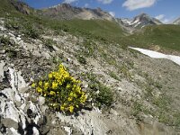 Androsace vitaliana ssp vitaliana 17, Saxifraga-Willem van Kruijsbergen