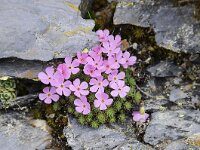 Androsace wulfeniana 2, Saxifraga-Luuk Vermeer