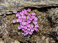 Androsace wulfeniana 3 , Saxifraga-Luuk Vermeer