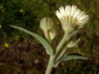 Andryala integrifolia 10, Saxifraga-Peter Meininger
