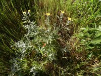 Andryala integrifolia 11, Saxifraga-Rutger Barendse