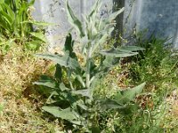 Andryala integrifolia 12, Saxifraga-Rutger Barendse