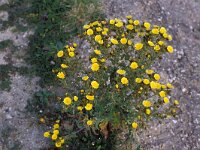 Andryala integrifolia 2, Saxifraga-Piet Zomerdijk