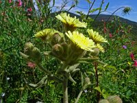 Andryala integrifolia 25, Saxifraga-Hans Grotenhuis
