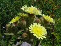 Andryala integrifolia 26, Saxifraga-Hans Grotenhuis