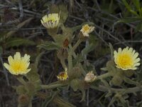 Andryala integrifolia 4, Saxifraga-Willem van Kruijsbergen