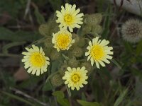 Andryala integrifolia 5, Saxifraga-Willem van Kruijsbergen