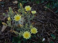 Andryala integrifolia 6, Saxifraga-Peter Meininger