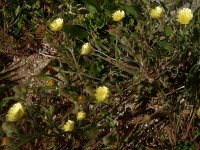 Andryala integrifolia 8, Saxifraga-Peter Meininger