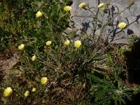 Andryala integrifolia 9, Saxifraga-Peter Meininger