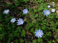 Anemone apennina 4, Blauwe anemoon, Saxifraga-Ed Stikvoort