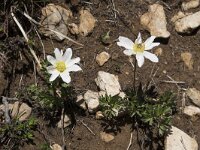 Anemone baldensis 3, Saxifraga-Willem van Kruijsbergen