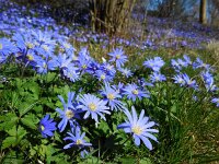 Anemone blanda 123, Oosterse anemoon, Saxifraga-Ed Stikvoort