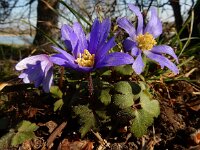 Anemone blanda 13, Oosterse anemoon, Saxifraga-Ed Stikvoort