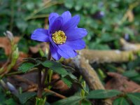Anemone blanda 14, Oosterse anemoon, Saxifraga-Ed Stikvoort