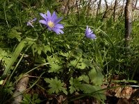 Anemone blanda 15, Oosterse anemoon, Saxifraga-Ed Stikvoort