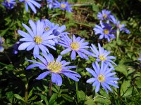 Anemone blanda 16, Oosterse anemoon, Saxifraga-Ed Stikvoort