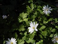 Anemone blanda 17, Oosterse anemoon, Saxifraga-Ed Stikvoort