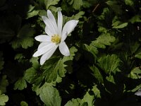 Anemone blanda 18, Oosterse anemoon, Saxifraga-Ed Stikvoort