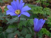 Anemone blanda 19, Oosterse anemoon, Saxifraga-Ed Stikvoort