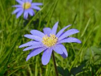 Anemone blanda 20, Oosterse anemoon, Saxifraga-Ed Stikvoort