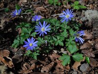 Anemone blanda 21, Oosterse anemoon, Saxifraga-Ed Stikvoort