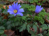 Anemone blanda 22, Oosterse anemoon, Saxifraga-Ed Stikvoort