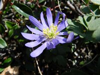 Anemone blanda 3, Oosterse anemoon, Saxifraga-Rutger Barendse
