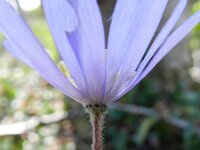 Anemone blanda 5, Oosterse anemoon, Saxifraga-Rutger Barendse