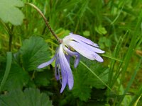 Anemone blanda 6, Oosterse anemoon, Saxifraga-Rutger Barendse