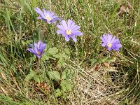 Anemone blanda 7, Oosterse anemoon, Saxifraga-Peter Meininger