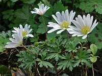 Anemone blanda 01, Oosterse anemoon, AHB  Oosterse anemoon, Anemone blanda Hardenberg-Heemse op 17 april 2018 Validatie Niels Eimers Zie: https://waarneming.nl/waarneming/view/154808955