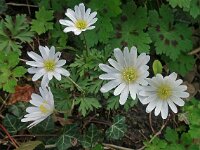 Anemone blanda 02, Oosterse anemoon, AHB  Oosterse anemoon, Anemone blanda Hardenberg-Heemse op 17 april 2018 Validatie Niels Eimers Zie: https://waarneming.nl/waarneming/view/154808955