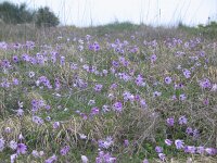 Anemone hortensis 11, Saxifraga-Jasenka Topic