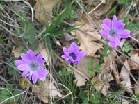 Anemone hortensis 12, Saxifraga-Jasenka Topic