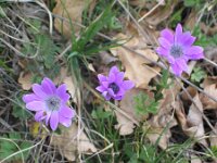 Anemone hortensis 12, Steranemoon, Saxifraga-Jasenka Topic