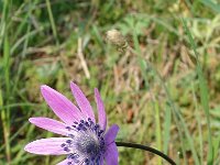 Anemone hortensis 13, Saxifraga-Jasenka Topic