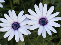 Anemone hortensis 16, Saxifraga-Willem van Kruijsbergen