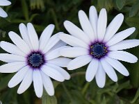 Anemone hortensis 16, Steranemoon, Saxifraga-Willem van Kruijsbergen