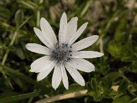 Anemone hortensis 17, Saxifraga-Willem van Kruijsbergen