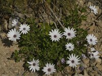 Anemone hortensis 2, Saxifraga-Jan van der Straaten