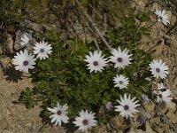 Anemone hortensis 2, Steranemoon, Saxifraga-Jan van der Straaten