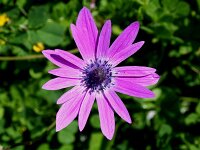 Anemone hortensis 20, Steranemoon, Saxifraga-Jeroen Willemsen