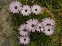 Anemone hortensis 22, Saxifraga-Willem van Kruijsbergen