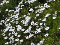 Anemone hortensis 23, Saxifraga-Willem van Kruijsbergen