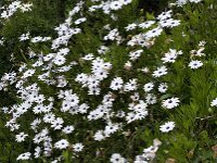Anemone hortensis 23, Steranemoon, Saxifraga-Willem van Kruijsbergen